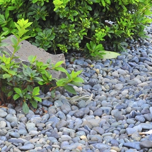 Pebble stones for landscaping